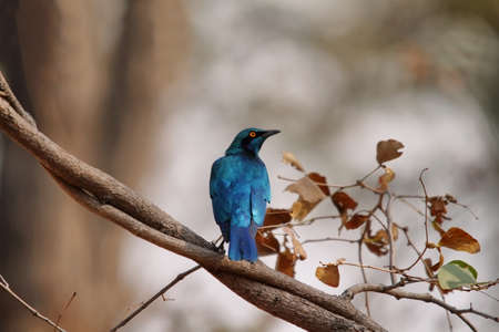 Glossy Blue starling with orange eyes in Moremi game reserve, Botswanaの写真素材