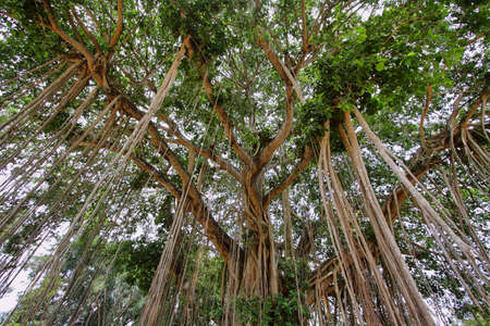 Very big banyan trees near Mendut temple in Java island, Indonesia