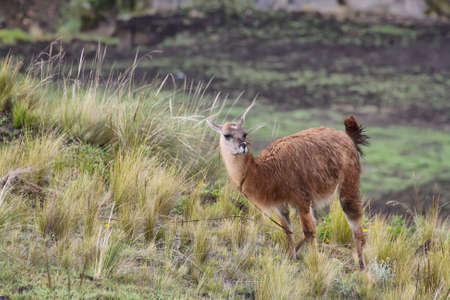 Llama eating grass in the fields of Ecuador