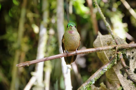 Fawn-breasted Brilliant hummingbird (Heliodoxa rubinoides) perched in a branch, Ecuadorの写真素材