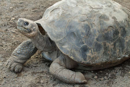 Galapagos Tortoises in Isabela island, Ecuador