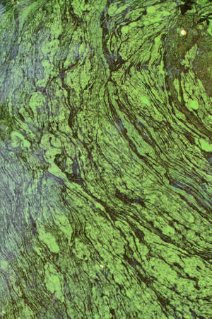 Green algae abstract, Isabela island, Galapagos, Ecuador