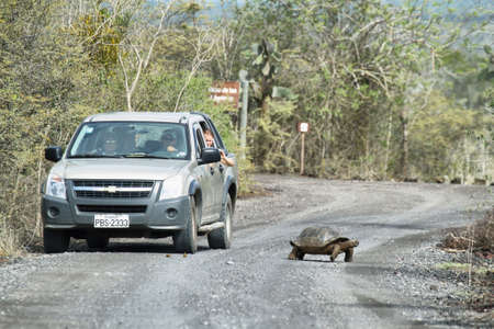 ISABELA, ECUADOR â APRIL 24: A wild endangered giant galapagos tortoise crossing a dirty road while tourists in a car look him with interest on April 24, 2014 in Isabela island, Ecuadorのeditorial素材
