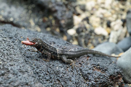 Galapagos Lava Lizard (Microlophus albemarlensis) in Isabela island, Galapagos eating an insect, Ecuadorの写真素材