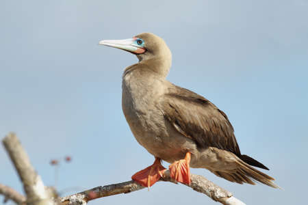 Red-footed Booby (Sula sula websteri), Eastern Pacific subspecies, white phase on Genovesa Island, Galapagos.の写真素材