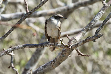 Galapagos Mockingbird in Genovesa island, Galapagos Islands, Ecuadorの写真素材