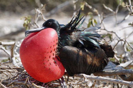 Great Frigate Bird Exposing its pouch in Genovesa island, Galapagosの写真素材
