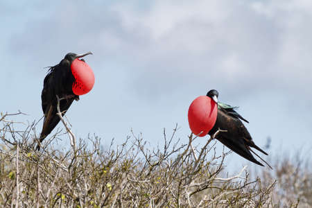 Two great Frigate Bird Exposing their pouches in Genovesa island, Galapagosの写真素材