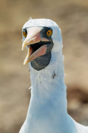 Nazca booby (Sula granti) in Genovesa island, Galapagos, Ecuadorの写真素材