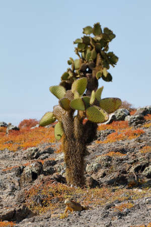 Beautiful landscape of Galapagos South Plaza island with land iguanas around the cactusの写真素材