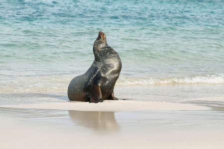 Imposing male of Sea Lion on the sand in Santa Fe island, Galapagos, Ecuadorの写真素材