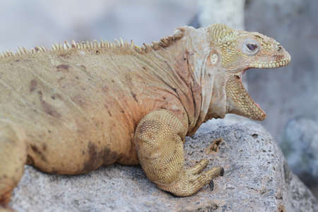 Wild Barrington land iguana or Santa Fe land iguana (Conolophus pallidus) , Galapagos, Ecuadorの写真素材