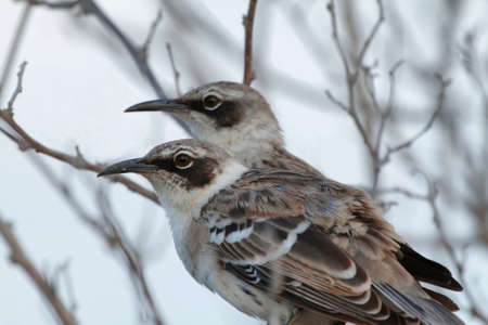 Galapagos Mockingbirds in Santa Fe island, Galapagos Islands, Ecuadorの写真素材