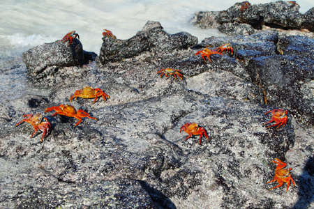 Galapagos red rock crabs in San Cristobal island, Galapagos Islands, Ecuadorの写真素材