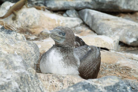 Baby blue Booby in Espanola Island, Galapagos.の写真素材