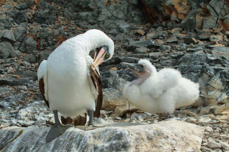 Nazca booby with its chick (Sula granti) in Espanola island, Galapagos, Ecuadorの写真素材