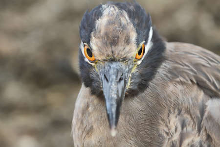 Galapagos heron (Butorides sundevalli) in Floreana island, Galapagos Islands, Ecuadorの写真素材