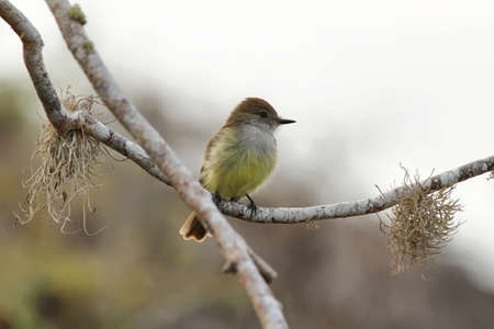 Eastern phoebe, Sayornis phoebe, perched on a tree branch in Floreana island, Galapagos, Ecuadorの写真素材