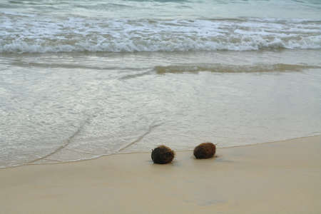 Coconuts in the sand at Floreana island, Galapagos, Ecuador.