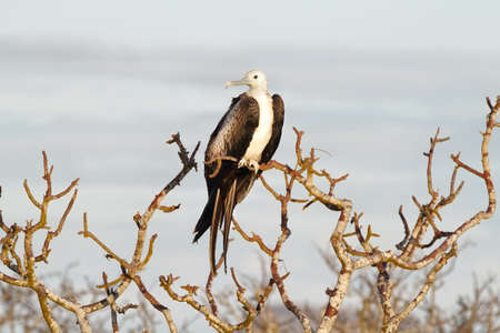 Young frigate bird in in North Seymour island, Galapagos, ecuadorの写真素材