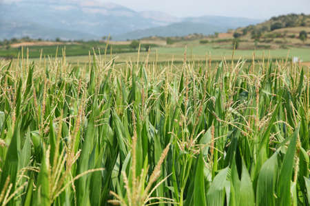 Green corn fields in La Noguera, Lleida, Spainの写真素材