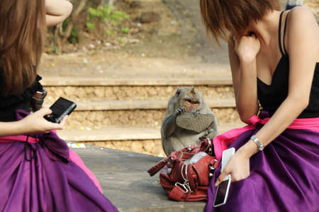 BALI, INDONESIA - SETEMBER 28: macaque monkey playing with a lady's sandal on Setember 28, 2009 in Uluwatu temple, Bali, Indonesia.のeditorial素材