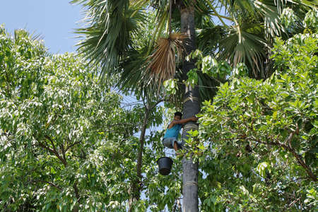 FLORES, INDONESIA - September 23: teenager climbing nimbly a palm tree to collect coconuts on September 23, 2009 in Flores island, Indonesia.のeditorial素材