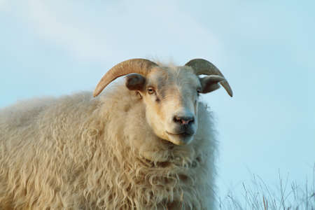 Cute sheep staring to the camera in Icelandの写真素材