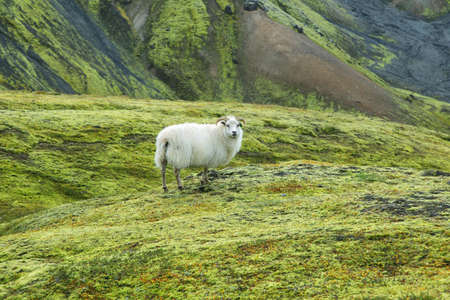 Cute sheep staring to the camera in Landmannalaugar, Icelandの写真素材