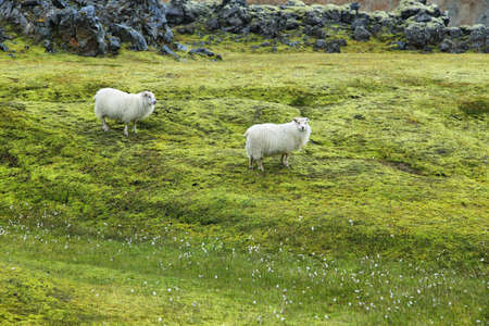 Cute sheeps staring to the camera in Landmannalaugar, Icelandの写真素材