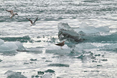 Birds in Jokulsarlon Glacial Lagoon of Vatnajokull glacier, Icelandの写真素材