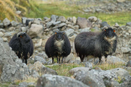 Cute black sheeps staring to the camera near in East Icelandの写真素材