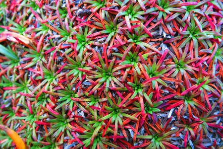 Colorful plants in the ground, Icelandの写真素材