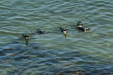 African penguins in Betty's bay, South Africaの写真素材