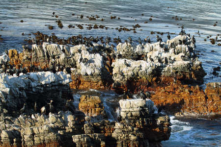 Cormorants in Betty's bay, South Africa