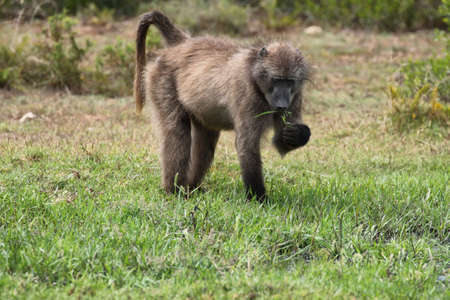 Baboon eating in De Hoop nature reserve, South Africaの写真素材