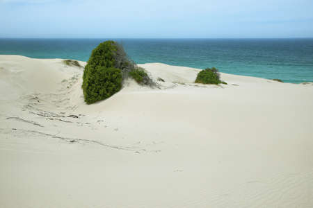 Desert dunes in De hoop nature reserve, South Africa