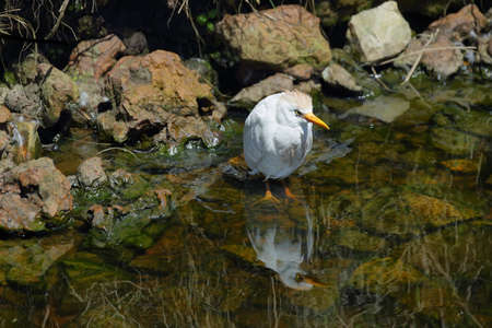 Cattle Egret (Bubulcus ibis) in South Africaの写真素材