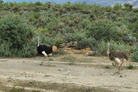 A couple of ostriches in oudtshoorn area, South Africaの写真素材