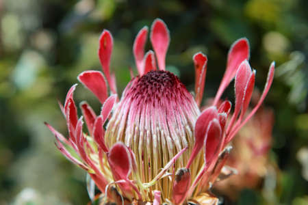 King protea flower (Protea cynaroides) in South Africaの写真素材