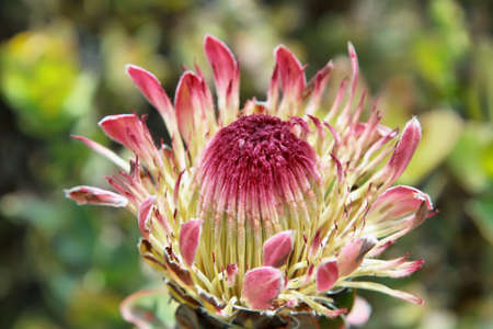 King protea flower (Protea cynaroides) in South Africaの写真素材