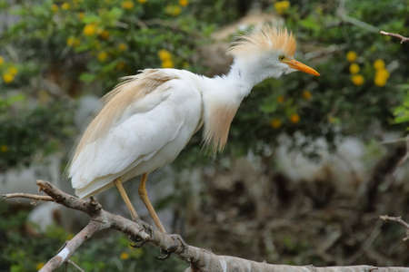 Cattle egret (Bubulcus ibis) in Montagu, South africaの写真素材
