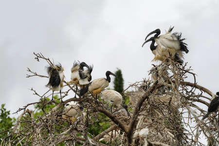 Group of african Sacred Ibis, South Africaの写真素材