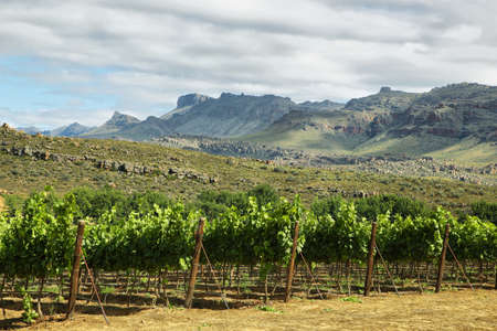 Vineyards in Cederberg nature reserve, South Africaの写真素材