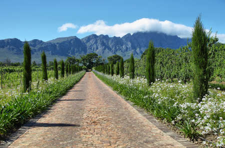 Beautiful entrance of winery estate area in Somerset West, Western Cape, South Africa.の写真素材