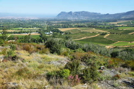 Vineyards landscape in Constantia valley, South Africaの写真素材
