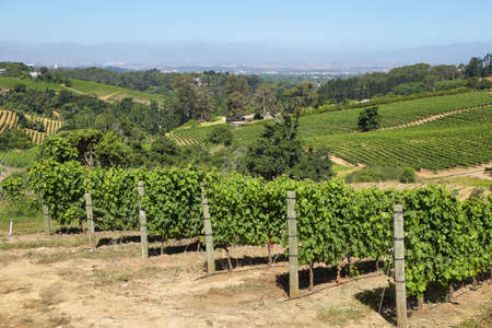 Vineyards landscape in Constantia valley, South Africaの写真素材