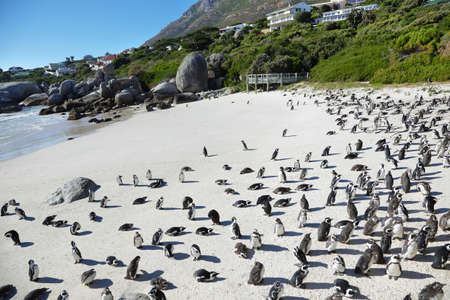 African penguins in Boulders beach, South Africaの写真素材