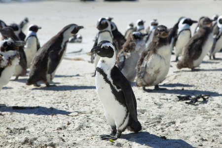 African penguins in Boulders beach, South Africaの写真素材