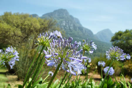 Agaphantus africanus in pre-bloom stage with view of mountains at background from Kirstenbosch botanical gardens, South Africaの写真素材